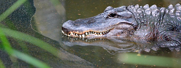 A saltwater crocodile